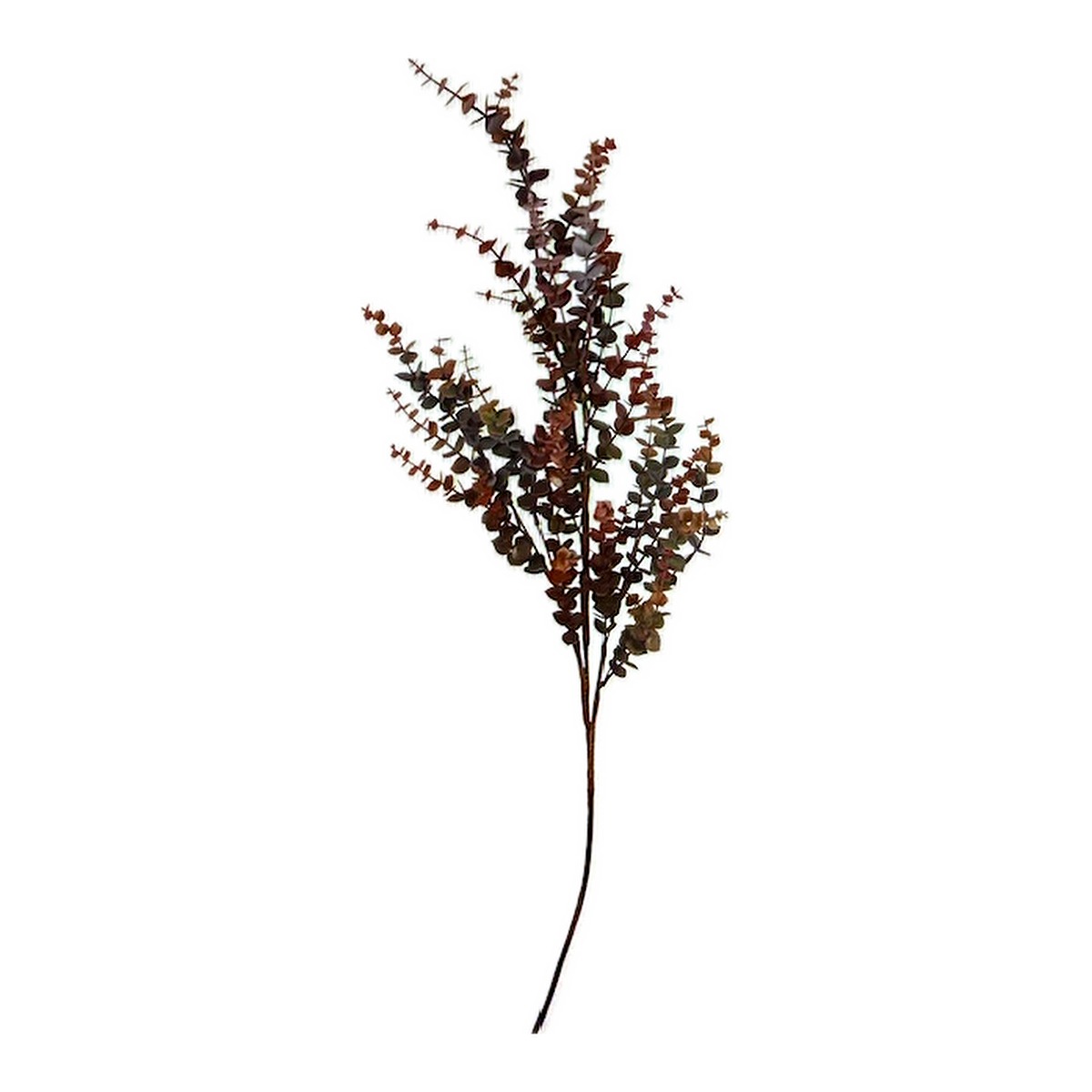 Speedtsberg, Eukalyptus